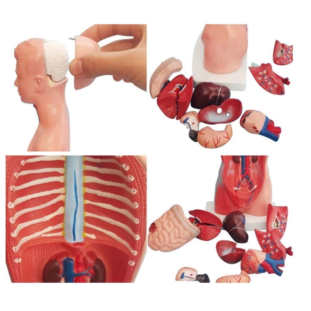 Torso Mannequin Anatomy Doll 15 Removable Parts Educational Organ Model Human Internal Organ Anatomy Model