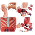 Torso Mannequin Anatomy Doll 15 Removable Parts Educational Organ Model Human Internal Organ Anatomy Model