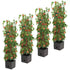 Tomato Tower With 3 Tier Frame 4 x Pack