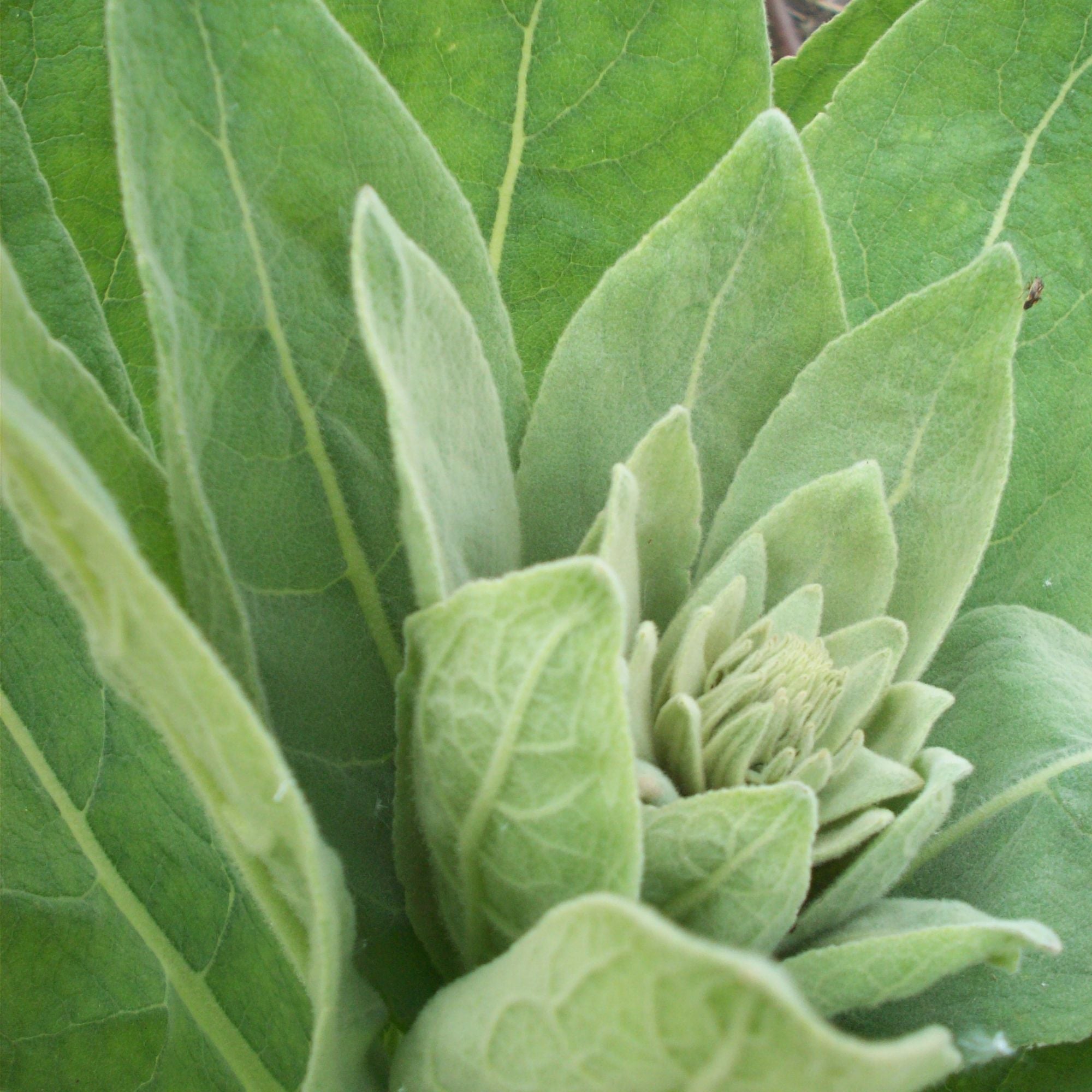 400g Organic Mullein Leaf - Dried Herbal Verbascum Thapsis