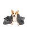 Dog wearing a gray fluffy coat on a white background