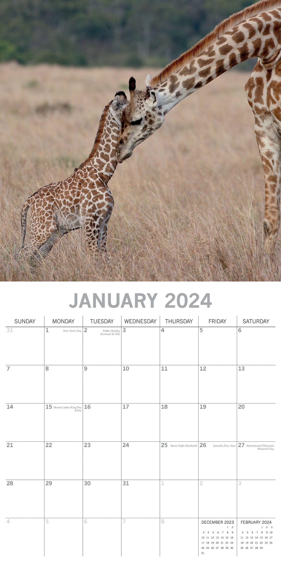 Baby Animals - 2024 Square Wall Calendar Pets Animals 16 Months Premium Planner