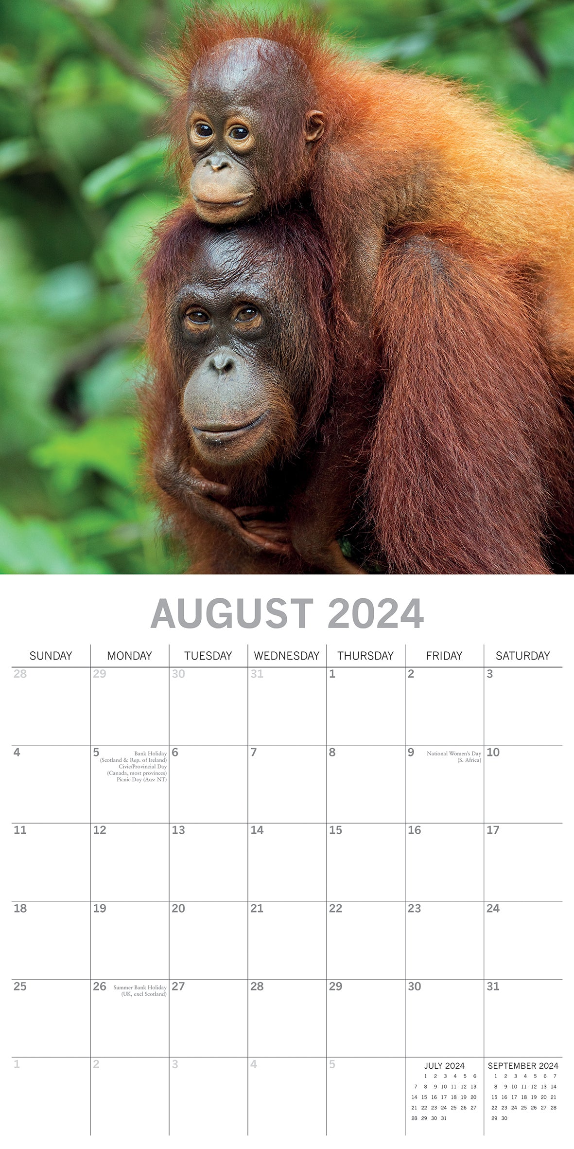 Baby Animals - 2024 Square Wall Calendar Pets Animals 16 Months Premium Planner