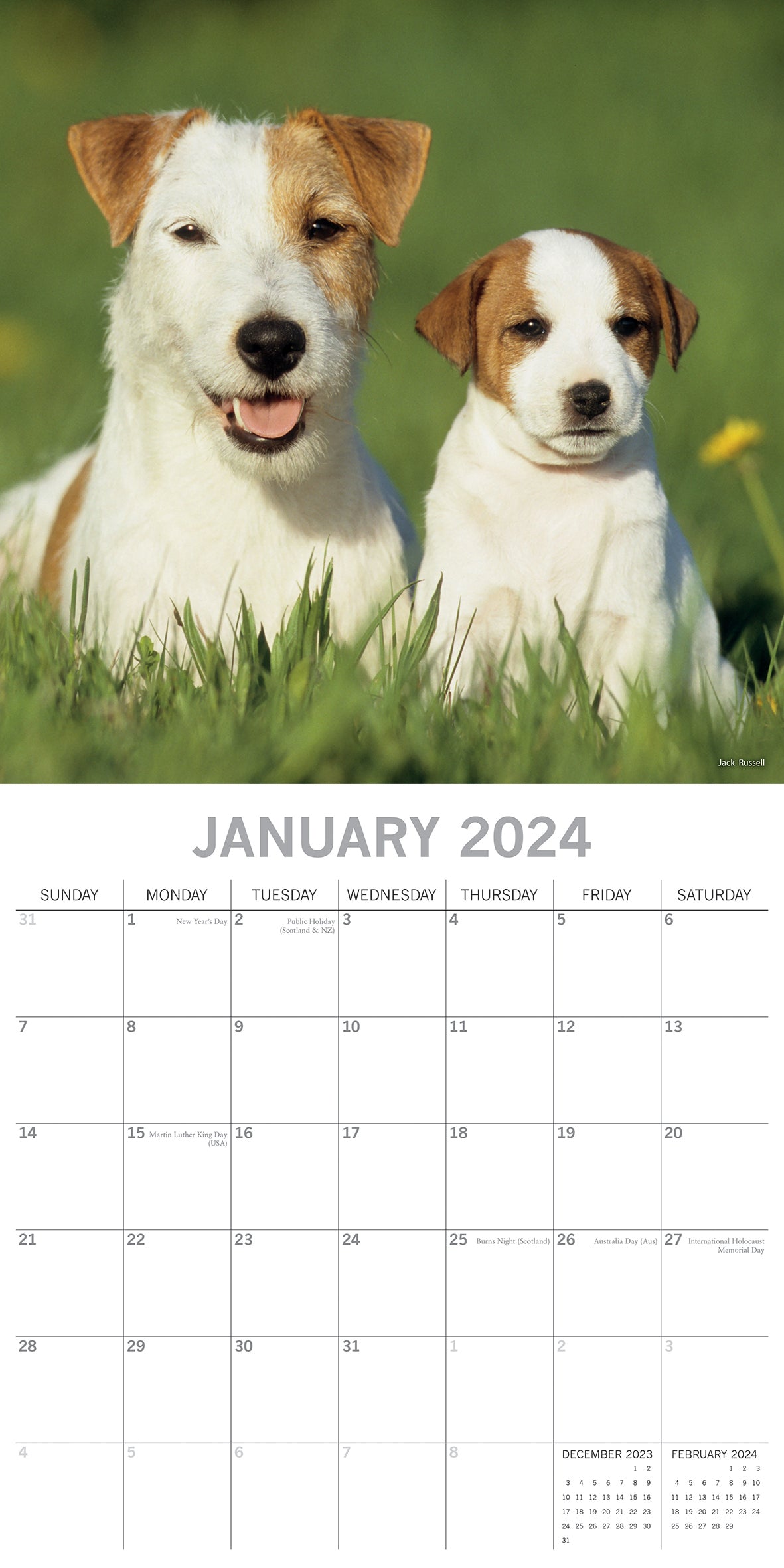 Dogs & Puppies - 2024 Square Wall Calendar Pets Animals 16 Month Premium Planner