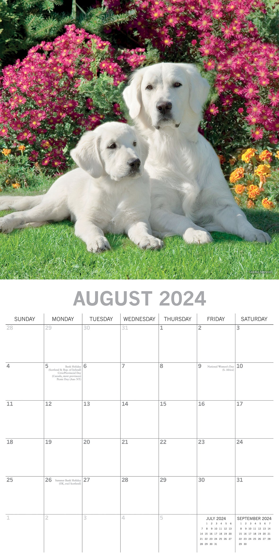 Dogs & Puppies - 2024 Square Wall Calendar Pets Animals 16 Month Premium Planner