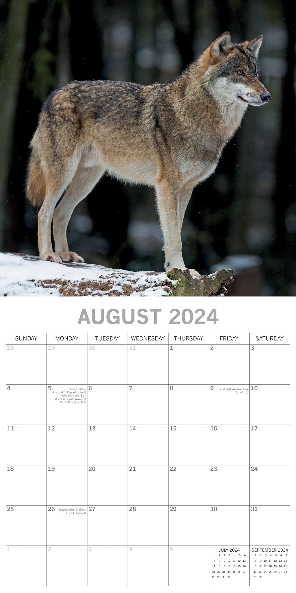 Wolves - 2024 Square Wall Calendar Pets Animals 16 Months Christmas Planner Gift