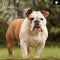 Bulldogs - 2024 Square Wall Calendar Pets Dog 16 Months Premium Planner New Year