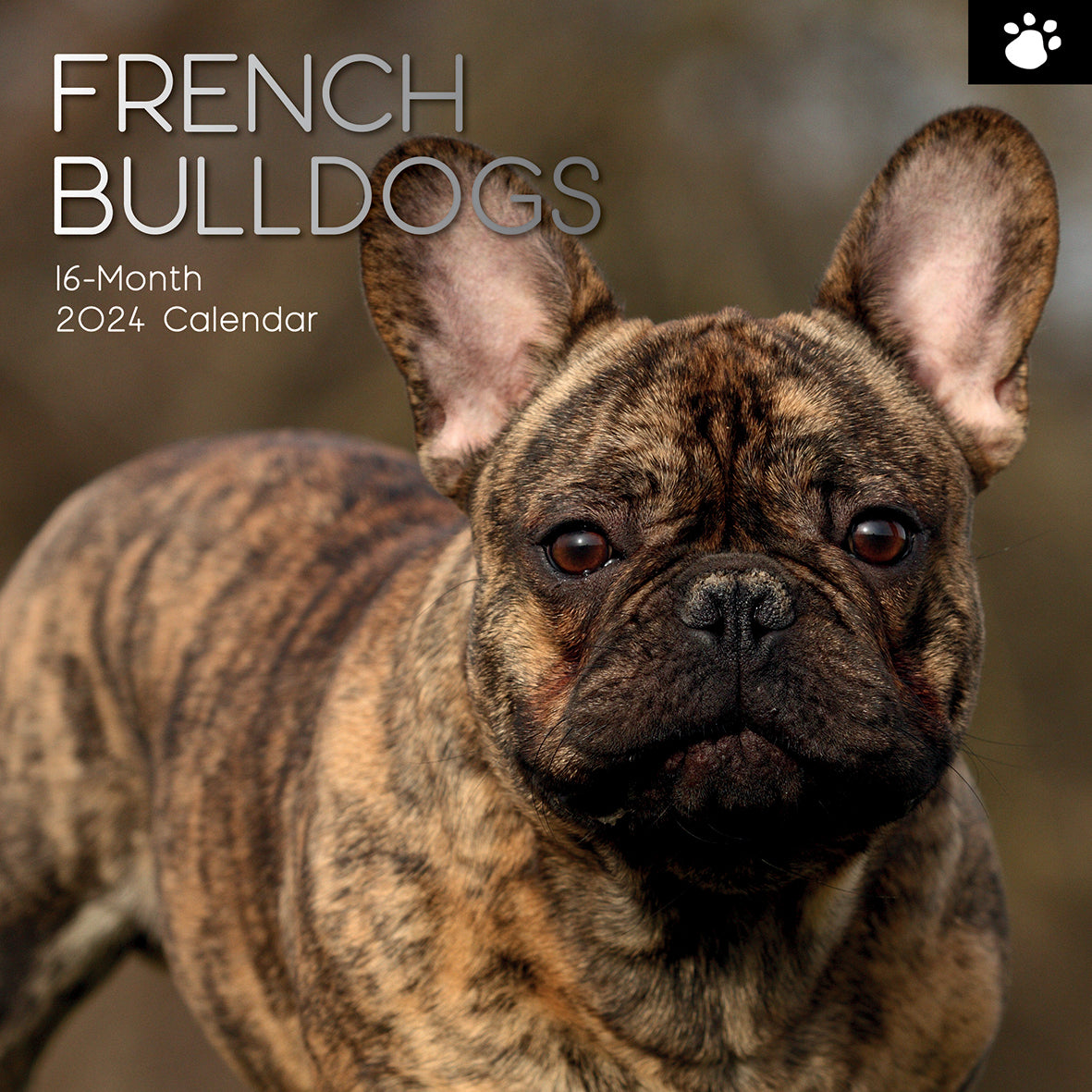 French Bulldogs - 2024 Square Wall Calendar Pets Dog 16 Months Premium Planner