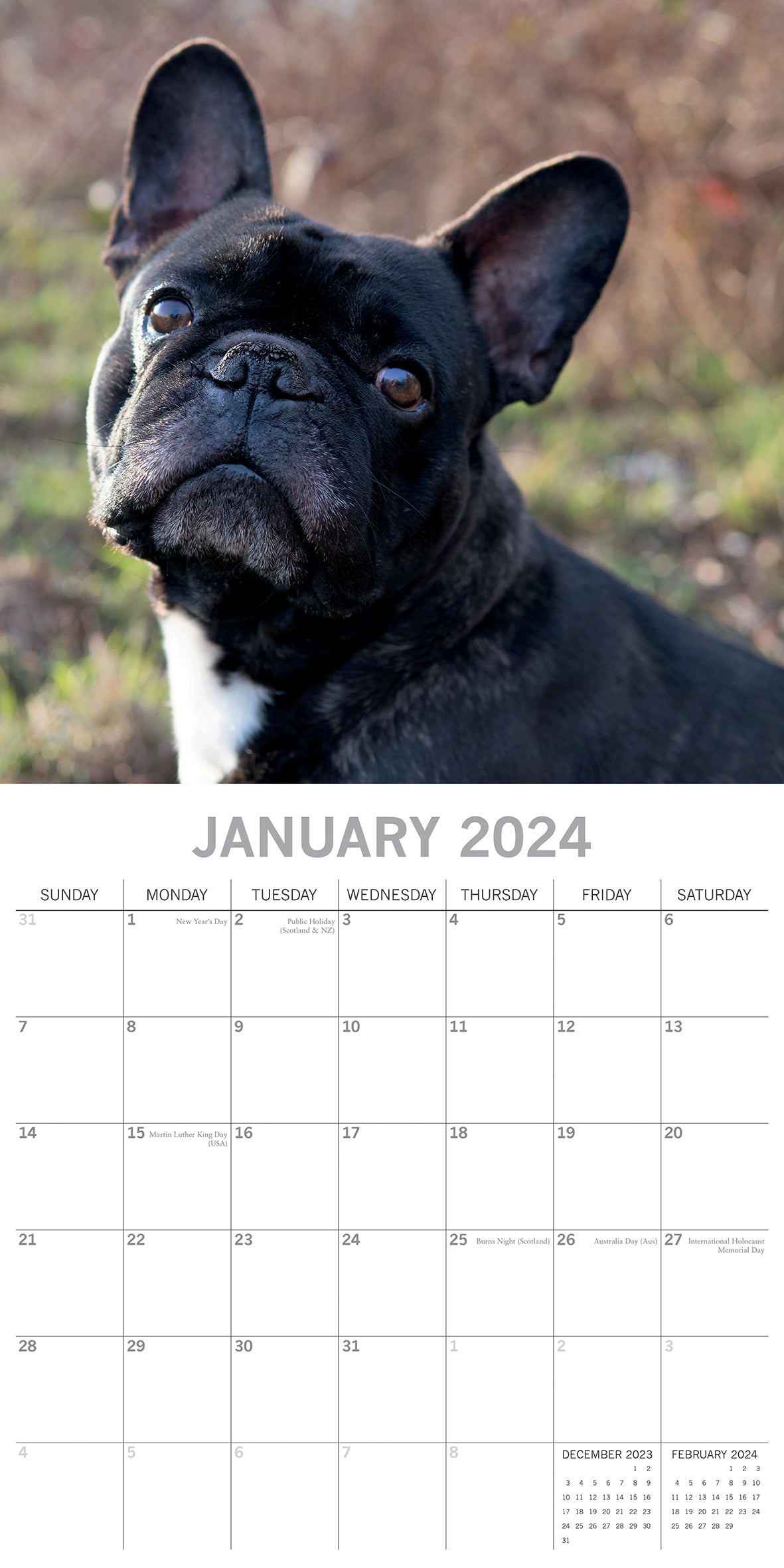 French Bulldogs - 2024 Square Wall Calendar Pets Dog 16 Months Premium Planner