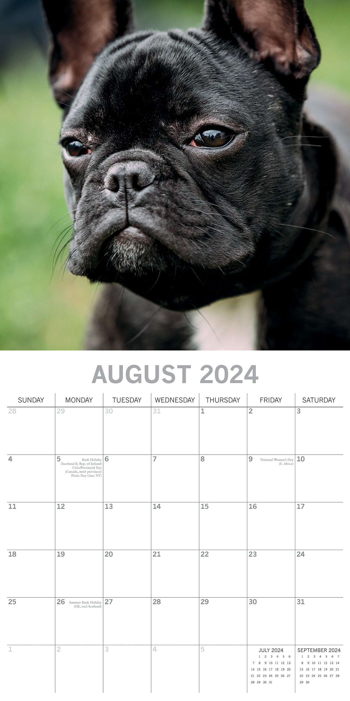 French Bulldogs - 2024 Square Wall Calendar Pets Dog 16 Months Premium Planner