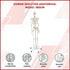 Human Skeleton Anatomical Model 180cm
