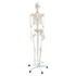 Human Skeleton Anatomical Model 180cm
