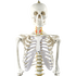 Human Skeleton Anatomical Model 180cm