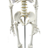 Human Skeleton Anatomical Model 180cm