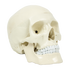 Life Size Anatomical Deluxe Human Skull Model Medical Skeleton Anatomy Replica