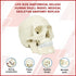 Life Size Anatomical Deluxe Human Skull Model Medical Skeleton Anatomy Replica