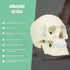 Life Size Anatomical Deluxe Human Skull Model Medical Skeleton Anatomy Replica