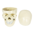 Life Size Anatomical Deluxe Human Skull Model Medical Skeleton Anatomy Replica