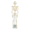 Anatomical 85cm Tall Human Skeleton with Stand Model - Medical Anatomy
