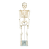 Anatomical 85cm Tall Human Skeleton with Stand Model - Medical Anatomy