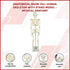 Anatomical 85cm Tall Human Skeleton with Stand Model - Medical Anatomy