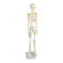 Anatomical 85cm Tall Human Skeleton with Stand Model - Medical Anatomy