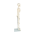 Anatomical 85cm Tall Human Skeleton with Stand Model - Medical Anatomy