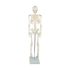 Anatomical 85cm Tall Human Skeleton with Stand Model - Medical Anatomy