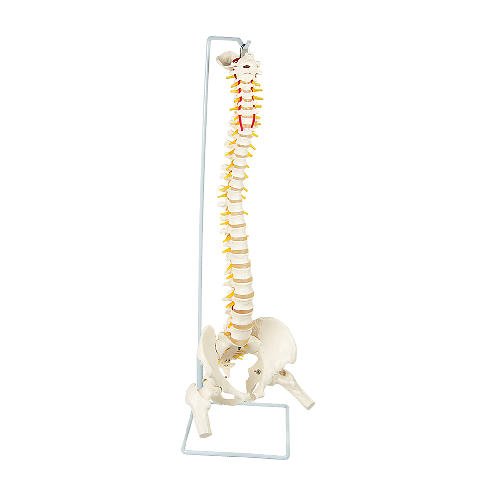 Life Size Flexible Spine Pelvis & Femur Model – Anatomical Skeleton Display