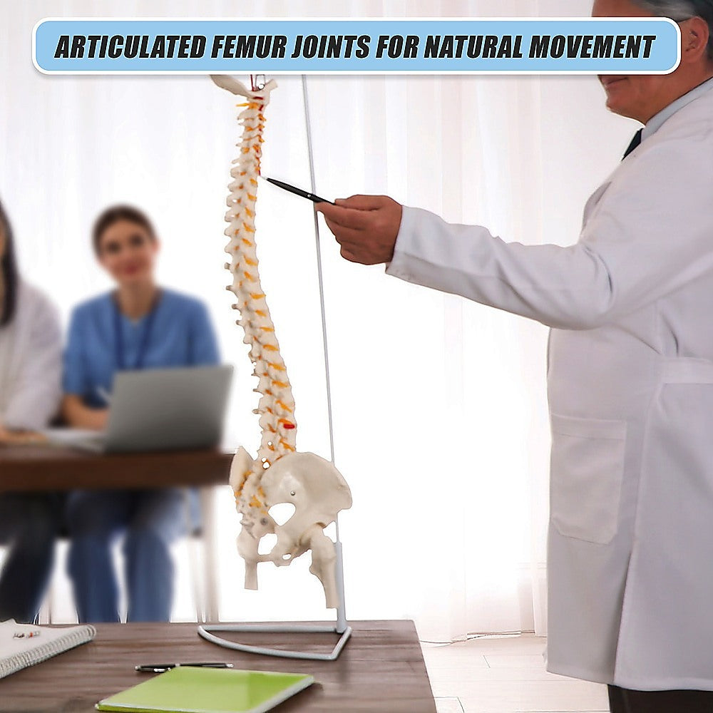 Life Size Flexible Spine Pelvis & Femur Model – Anatomical Skeleton Display