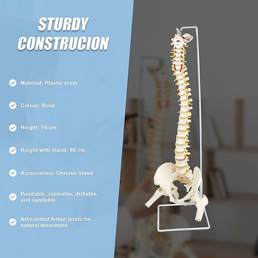 Life Size Flexible Spine Pelvis & Femur Model – Anatomical Skeleton Display