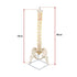 Life Size Flexible Spine Pelvis & Femur Model – Anatomical Skeleton Display