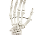 Hand Joint Anatomical Skeleton Model Human Anatomy Study Tool