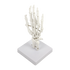 Hand Joint Anatomical Skeleton Model Human Anatomy Study Tool