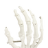 Hand Joint Anatomical Skeleton Model Human Anatomy Study Tool