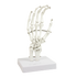 Hand Joint Anatomical Skeleton Model Human Anatomy Study Tool