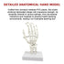 Hand Joint Anatomical Skeleton Model Human Anatomy Study Tool