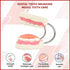Dental Tooth Brushing Model Teeth Care