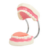 Dental Tooth Brushing Model Teeth Care