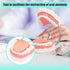 Dental Tooth Brushing Model Teeth Care