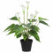 Artificial Flowering White Peace Lily / Calla Lily Plant 50cm