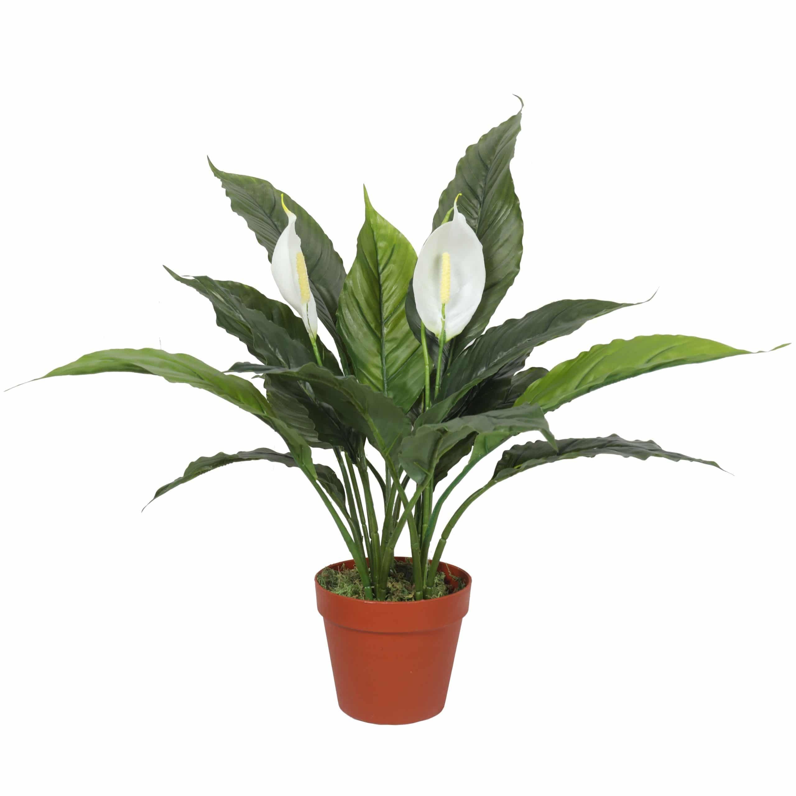 Artificial Peace Lily Plant 60cm Spathiphyllum with White Flowers & Orange Pot