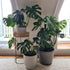 Imitation Stone Grey Pot 40cm Recycled Plastic Concrete Garden Planter