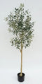 Olive Tree 145cm