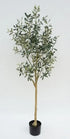 Olive Tree 145cm