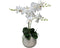 Orchid in Pot 62cm