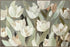 Palermo Floral Artwork