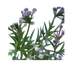 Faux Wormwood Flower Stem