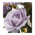 Faux Light Purple Rose/Blueberry Flower Stem