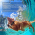 Wireless Dog Training Collar with Remote - 500-Yard Range, Waterproof, Rechargeable, Adjustable for Small and Large Dogs